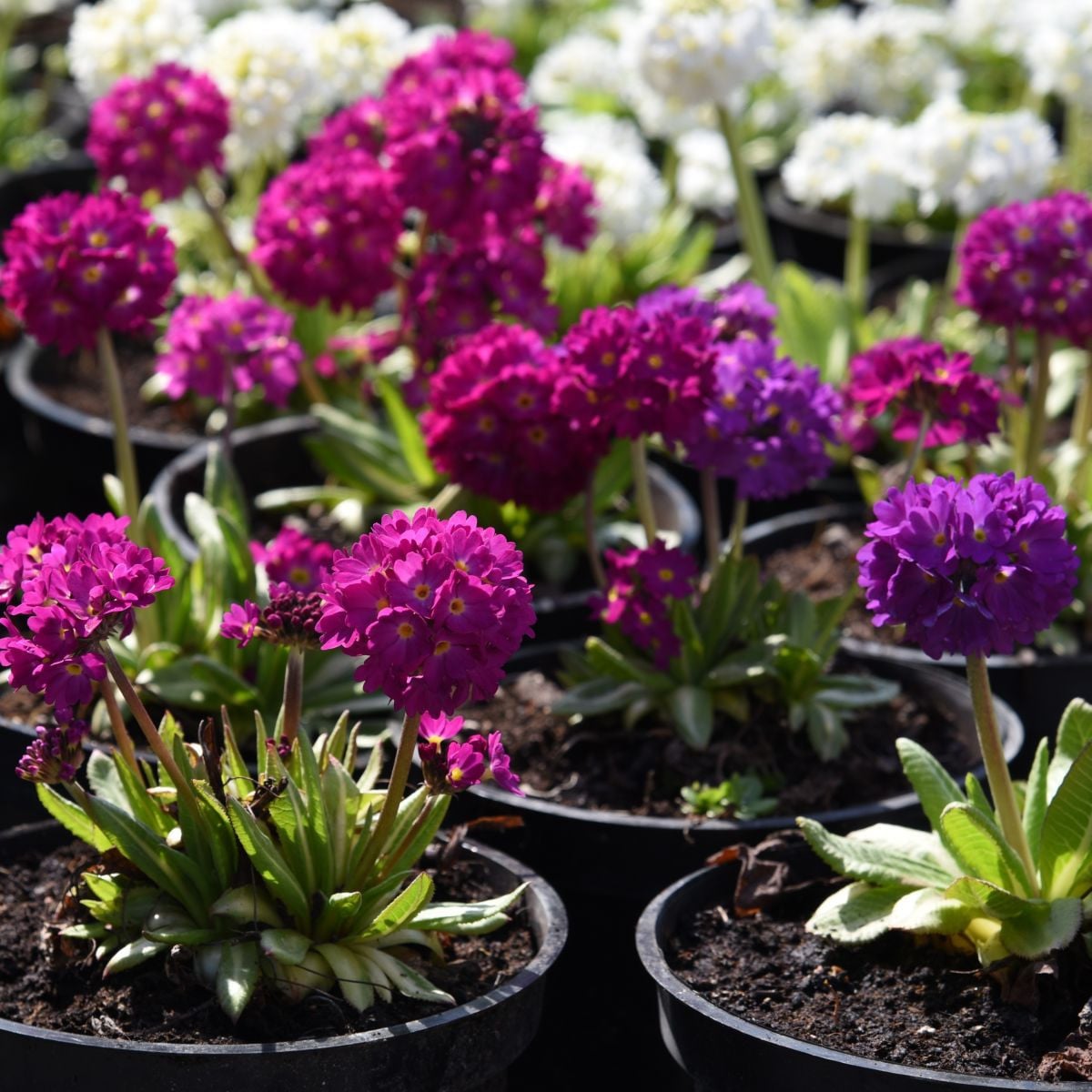 Prvosenka zoubkatá - směs barev - Primula denticulata - prodej semen - 20 ks