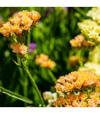 Limonka chobotnatá QIS Apricot - Limonium sinuatum - prodej semen - 30 ks