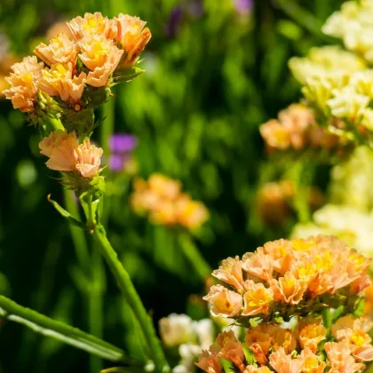 Limonka chobotnatá QIS Apricot - Limonium sinuatum - prodej semen - 30 ks