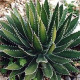 Agáve bulliana - Agave bulliana - prodej semen - 9 ks