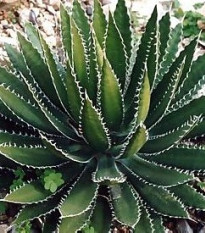 Agáve bulliana - Agave bulliana - prodej semen - 9 ks