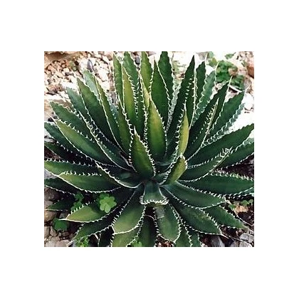 Agáve bulliana - Agave bulliana - prodej semen - 9 ks