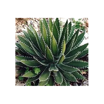 Agáve bulliana - Agave bulliana - prodej semen - 9 ks