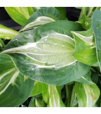Bohyška - Hosta Snake Eyes - prodej cibulovin - 1 ks