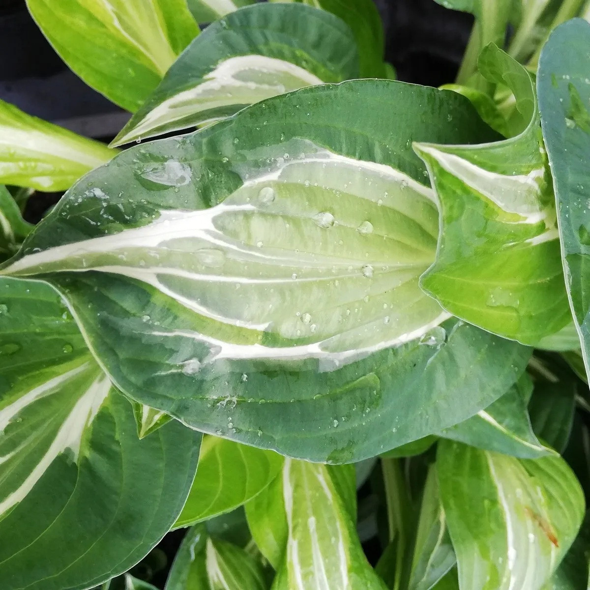 Bohyška - Hosta Snake Eyes - prodej cibulovin - 1 ks