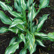 Bohyška - Hosta Snake Eyes - prodej cibulovin - 1 ks