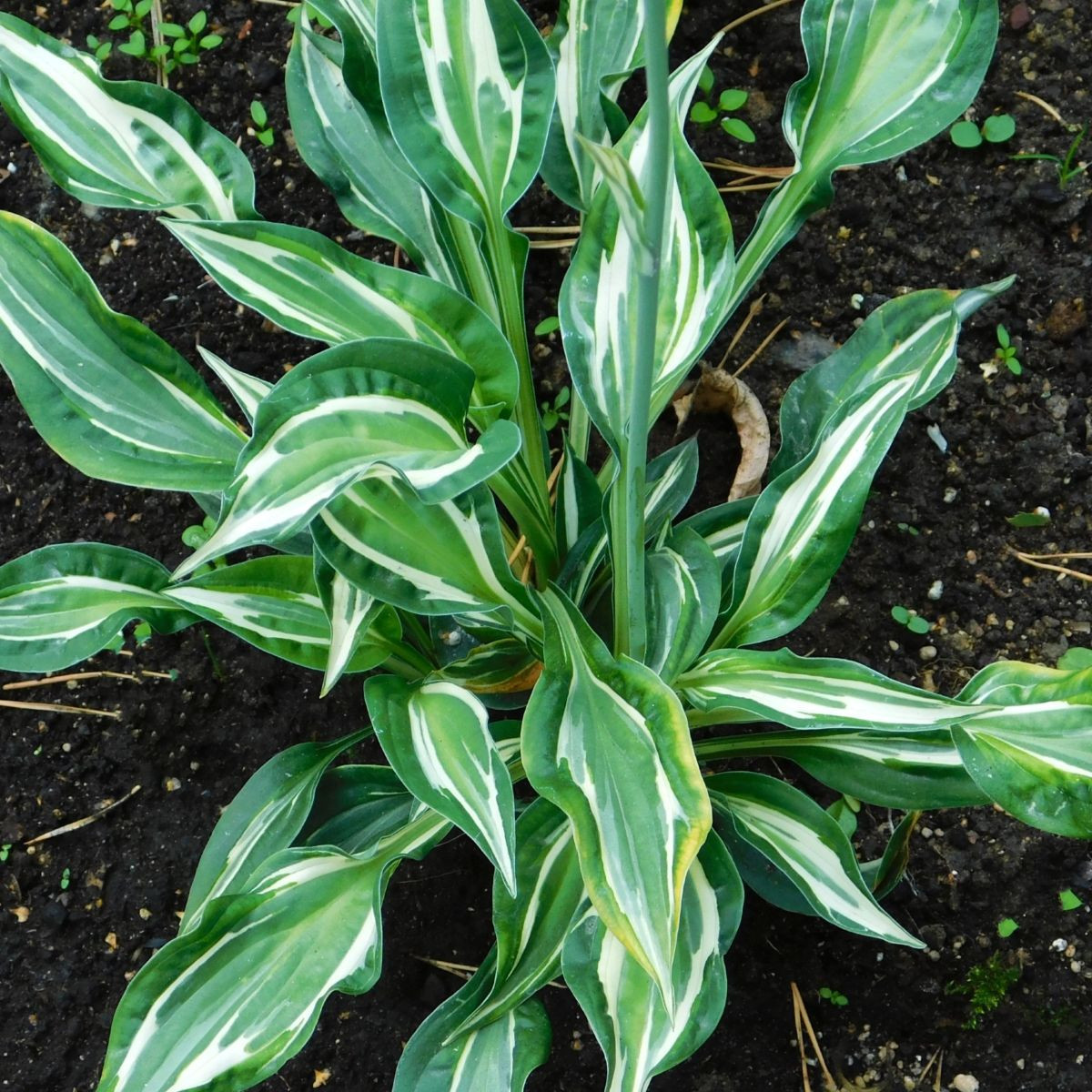 Bohyška - Hosta Snake Eyes - prodej cibulovin - 1 ks