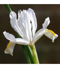 Kosatec síťkovaný bílý - Iris reticulata - prodej cibulovin - 3 ks