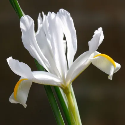 Kosatec síťkovaný bílý - Iris reticulata - prodej cibulovin - 3 ks