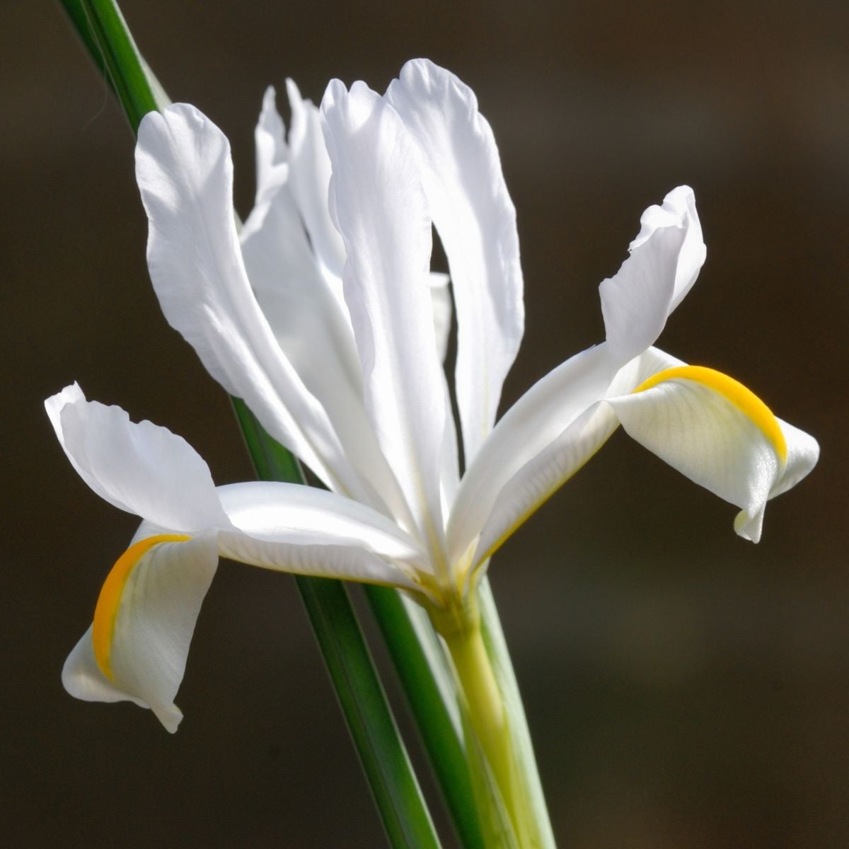 Kosatec síťkovaný bílý - Iris reticulata - prodej cibulovin - 3 ks