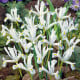 Kosatec síťkovaný bílý - Iris reticulata - prodej cibulovin - 3 ks