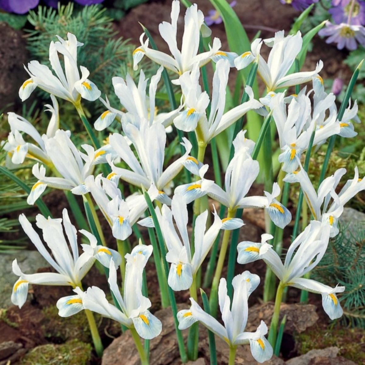 Kosatec síťkovaný bílý - Iris reticulata - prodej cibulovin - 3 ks