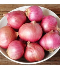 Cibule šalotka Camelot F1 - Allium cepa - prodej semen - 50 ks