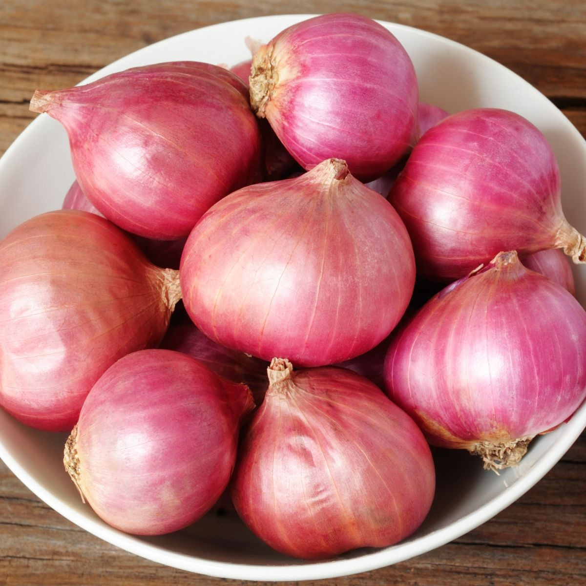 Cibule šalotka Camelot F1 - Allium cepa - prodej semen - 50 ks