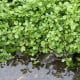 BIO Potočnice lékařská - Nasturtium officinale - prodej bio semen - 100 ks
