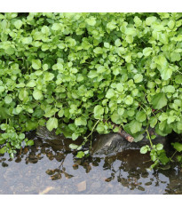 BIO Potočnice lékařská - Nasturtium officinale - prodej bio semen - 100 ks