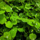 Máta peprná Mini Mint - Mentha piperita - prodej semen - 20 ks