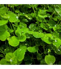 Máta peprná Mini Mint - Mentha piperita - prodej semen - 20 ks