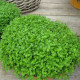 Máta peprná Mini Mint - Mentha piperita - prodej semen - 20 ks