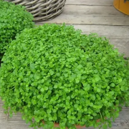 Máta peprná Mini Mint - Mentha piperita - prodej semen - 20 ks