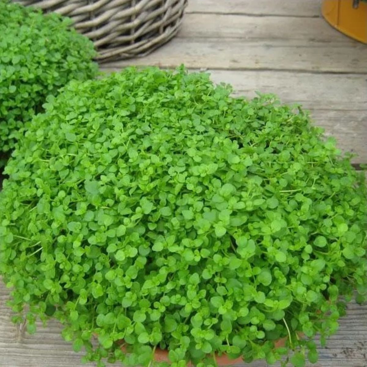 Máta peprná Mini Mint - Mentha piperita - prodej semen - 20 ks