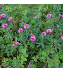 Jetel alpínský - Trifolium alpestre - prodej semen - 100 ks