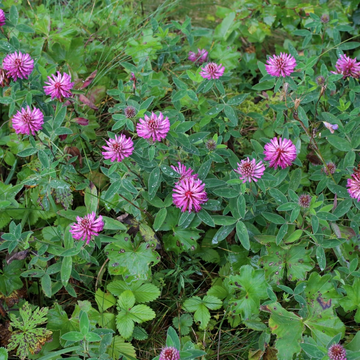 Jetel alpínský - Trifolium alpestre - prodej semen - 100 ks