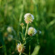 Jetel horský - Trifolium montanum - prodej semen - 100 ks