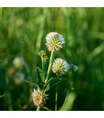 Jetel horský - Trifolium montanum - prodej semen - 100 ks