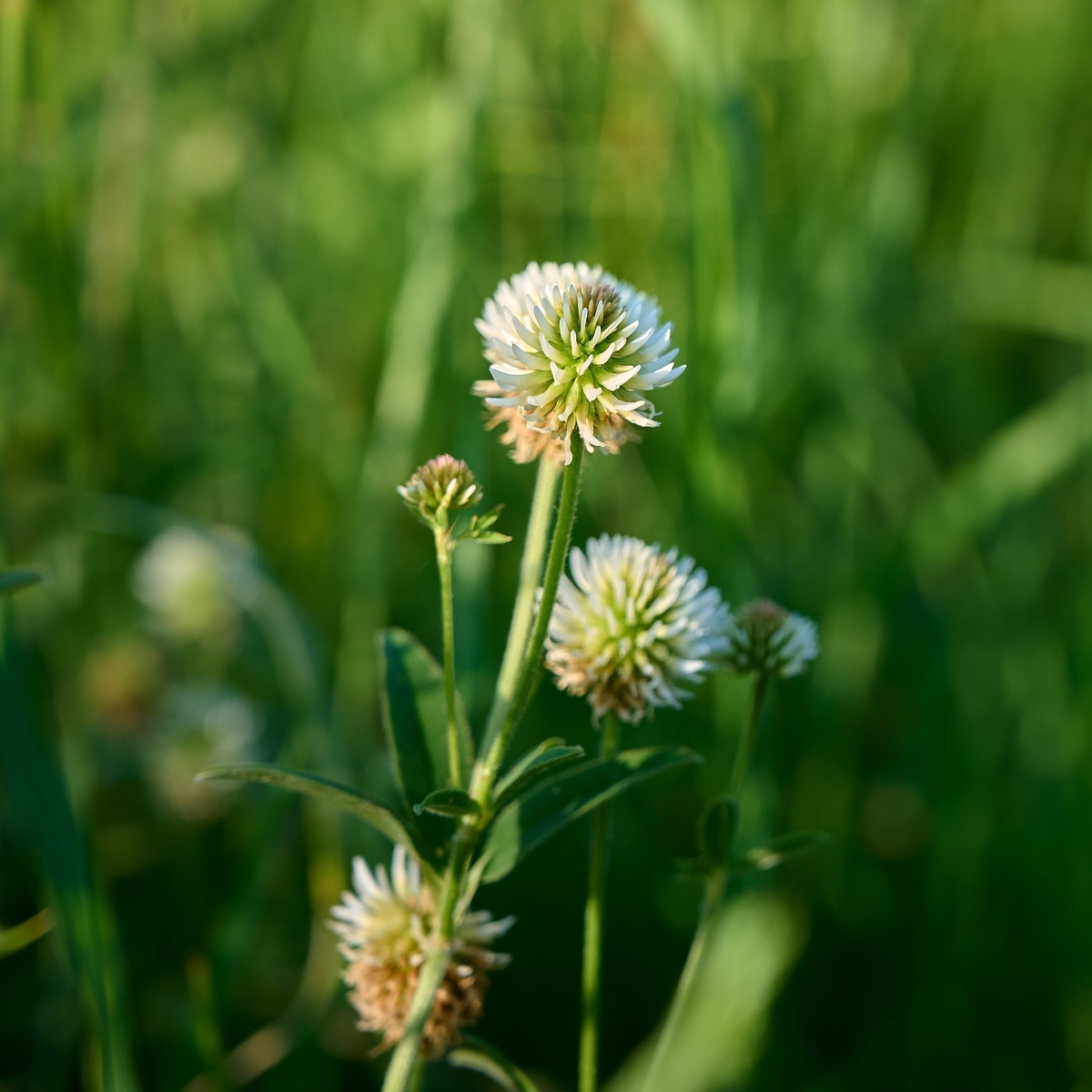 Jetel horský - Trifolium montanum - prodej semen - 100 ks