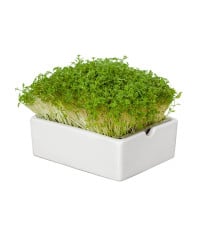 Startovací sada BIO microgreen - Heimgart - sada včetně 2 plátů - prodej bio semen na klíčení - 1 ks