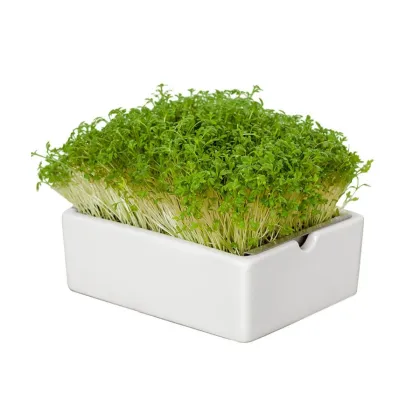 Startovací sada BIO microgreen - Heimgart - sada včetně 2 plátů - prodej bio semen na klíčení - 1 ks