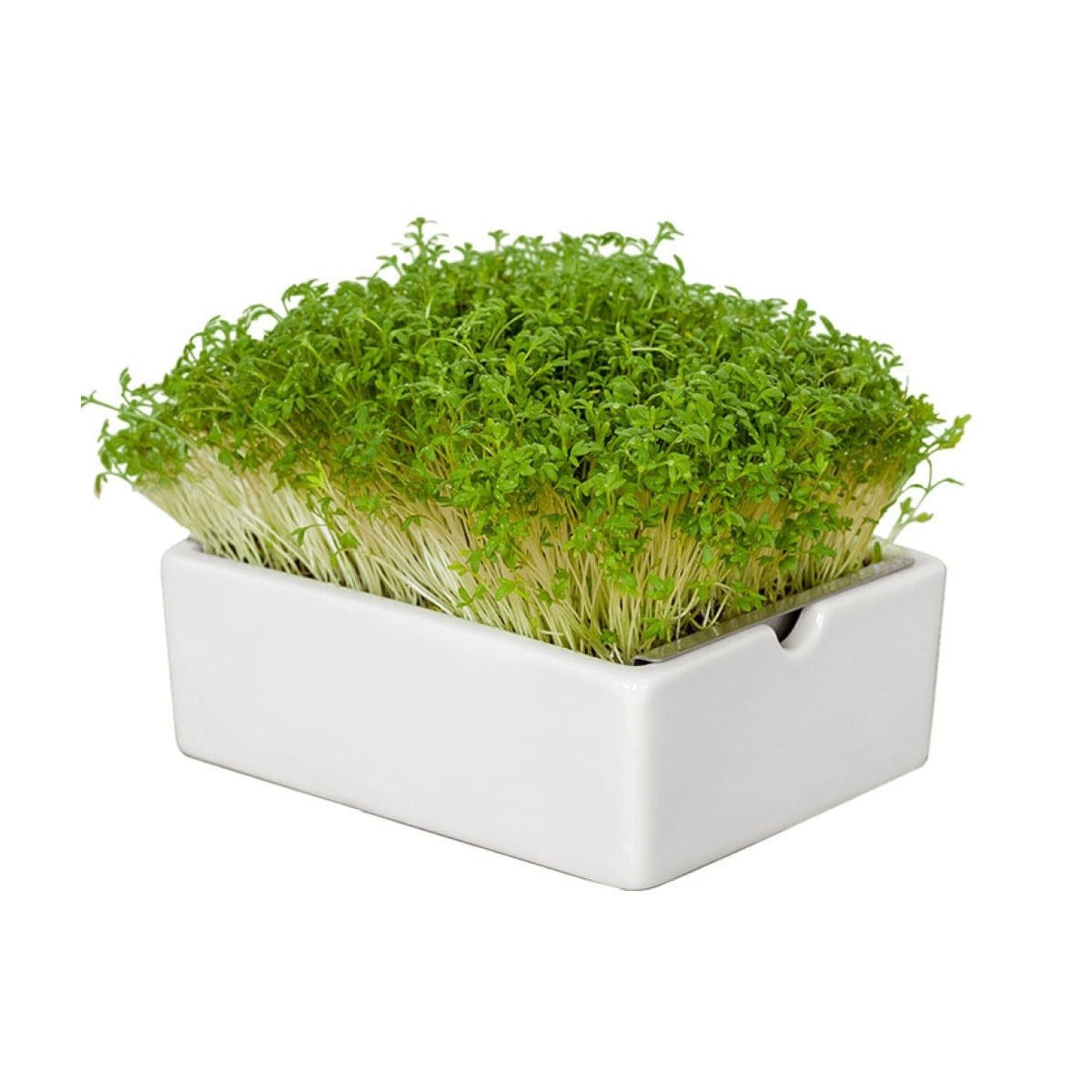 Startovací sada BIO microgreen - Heimgart - sada včetně 2 plátů - prodej bio semen na klíčení - 1 ks