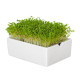 BIO microgreen Rukola - Heimgart - náhradní pláty - prodej bio semen na klíčení - 1 ks