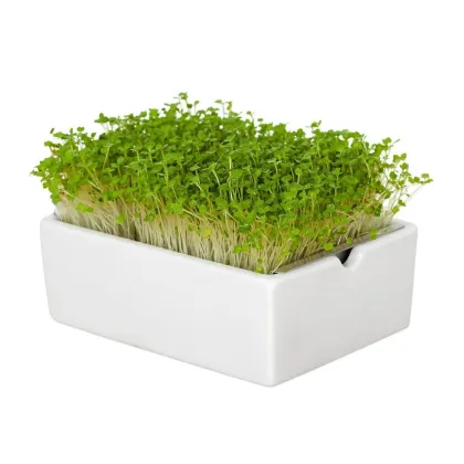 BIO microgreen Rukola - Heimgart - náhradní pláty - prodej bio semen na klíčení - 1 ks