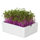 BIO microgreen Červené zelí - náhradní pláty - Heimgart - prodej bio semen na klíčení - 1 ks