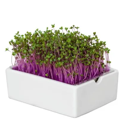 BIO microgreen Červené zelí - náhradní pláty - Heimgart - prodej bio semen na klíčení - 1 ks