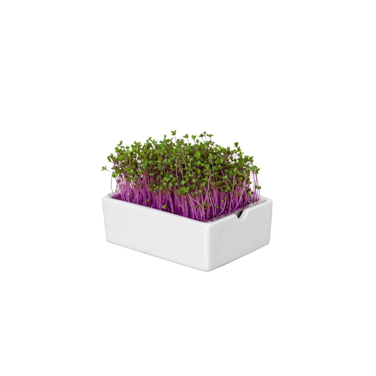 BIO microgreen Červené zelí - náhradní pláty - Heimgart - prodej bio semen na klíčení - 1 ks