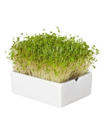 BIO microgreen Hořčice - náhradní pláty - Heimgart - prodej bio semen na klíčení - 1 ks