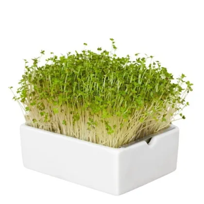BIO microgreen Hořčice - náhradní pláty - Heimgart - prodej bio semen na klíčení - 1 ks