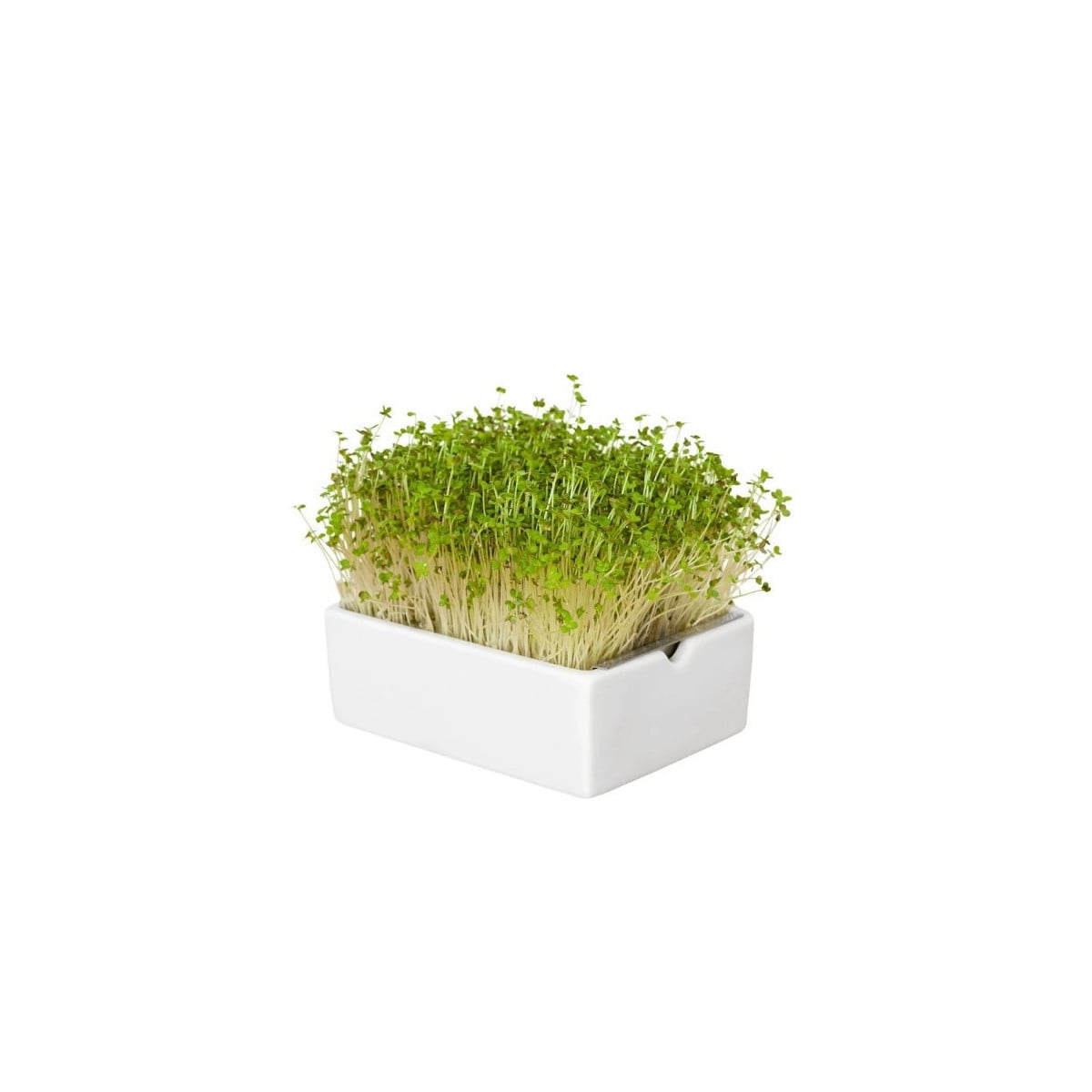 BIO microgreen Hořčice - náhradní pláty - Heimgart - prodej bio semen na klíčení - 1 ks