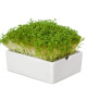 BIO microgreen Řeřicha - náhradní pláty - Heimgart - prodej bio semen na klíčení - 1 ks