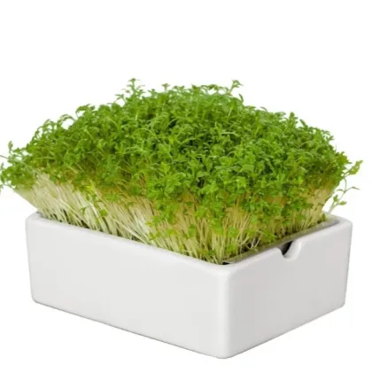 BIO microgreen Řeřicha - náhradní pláty - Heimgart - prodej bio semen na klíčení - 1 ks