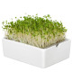 BIO microgreen Brokolice - náhradní pláty - Heimgart - prodej bio semen na klíčení - 1 ks