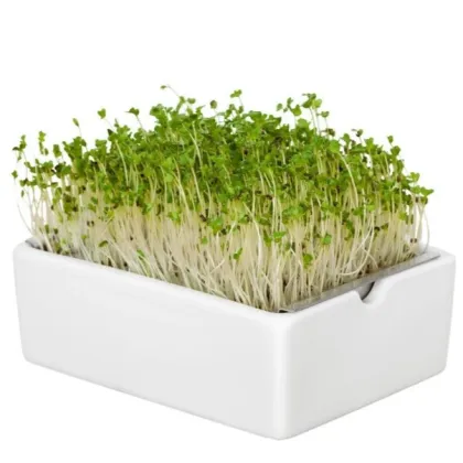 BIO microgreen Brokolice - náhradní pláty - Heimgart - prodej bio semen na klíčení - 1 ks