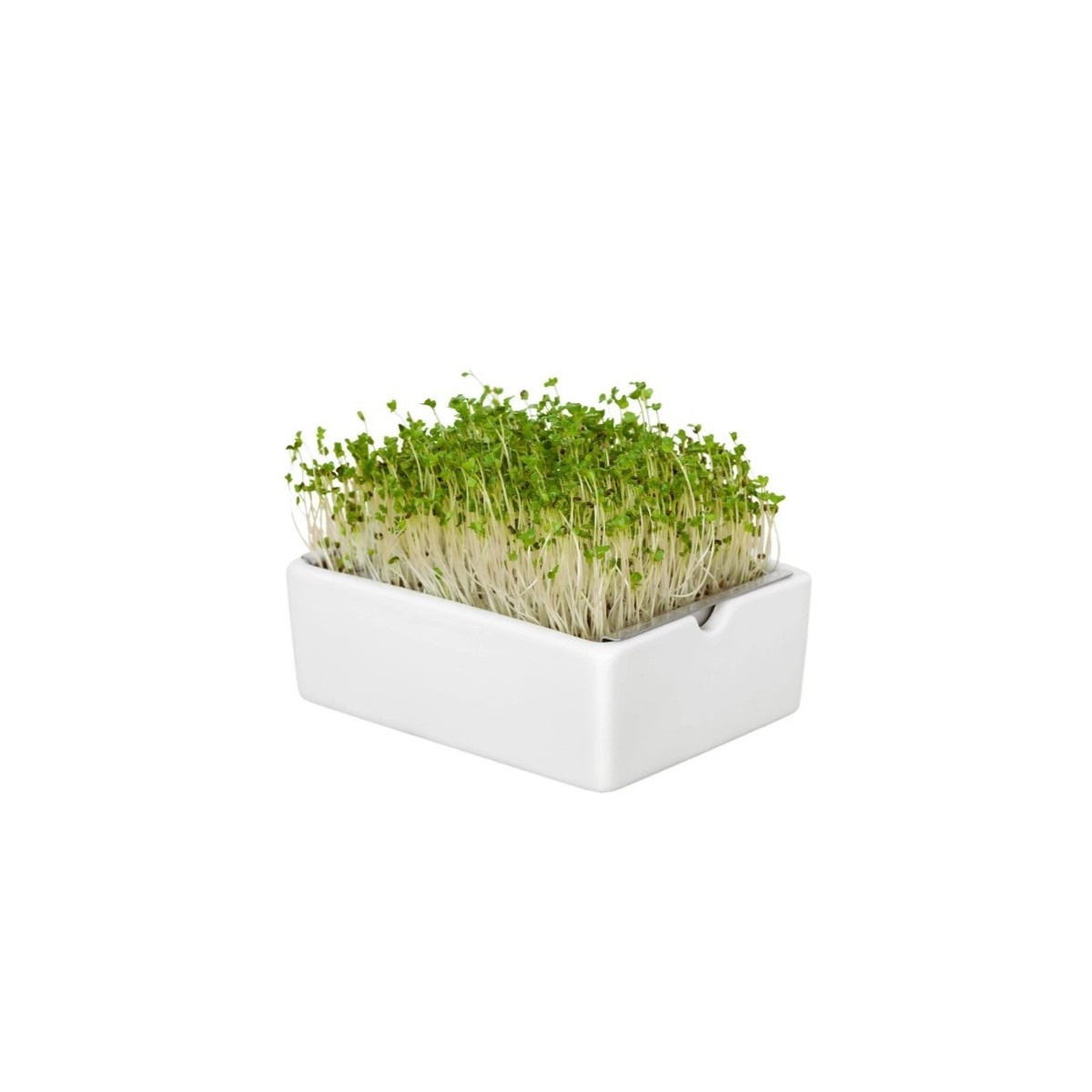 BIO microgreen Brokolice - náhradní pláty - Heimgart - prodej bio semen na klíčení - 1 ks