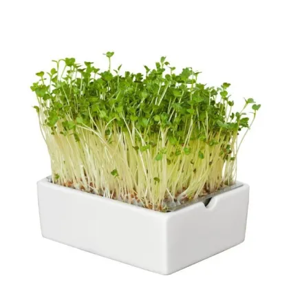 BIO microgreen Ředkvička - náhradní pláty - Heimgart - prodej bio semen na klíčení - 1 ks