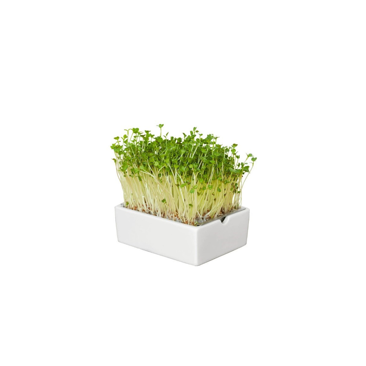 BIO microgreen Ředkvička - náhradní pláty - Heimgart - prodej bio semen na klíčení - 1 ks