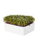 BIO microgreen Kedluben - náhradní pláty - Heimgart - prodej bio semen na klíčení - 1 ks