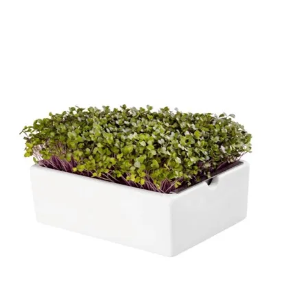 BIO microgreen Kedluben - náhradní pláty - Heimgart - prodej bio semen na klíčení - 1 ks